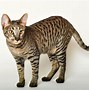 Image result for What Do Tabby Cats Look Like