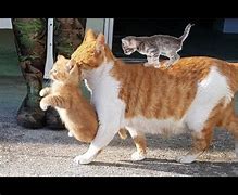 Image result for Mama Cat and Kittens