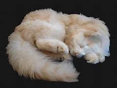 Image result for Frozen Cat