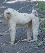 Image result for Albino Baboon