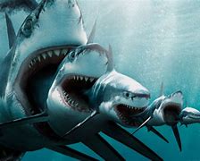 Image result for Shark Eating Gold Medal