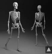 Image result for A Human Skeleton