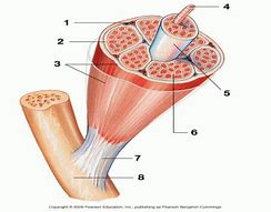 Image result for Osteon Labeling