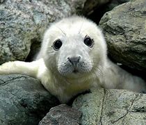 Image result for Maine Grey Seal