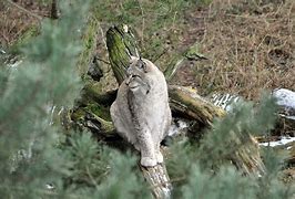 Image result for A Lynx Cat