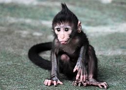 Image result for Sped Monkey Baby