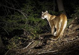 Image result for Mountain Lion Calendar