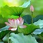 Image result for Lotus Theme GIF