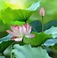 Image result for Pretty Lotus GIF