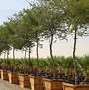 Image result for UAE Desert Plants