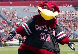 Image result for Cocky Mascot