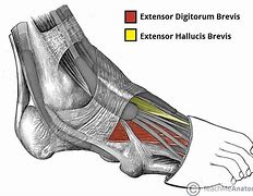 Image result for Dorsum Foot Anatomy