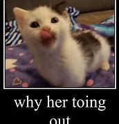 Image result for Cat Tongue Meme