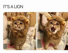 Image result for Cat as Lion Meme