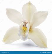 Image result for Vanilla Orchid Flower