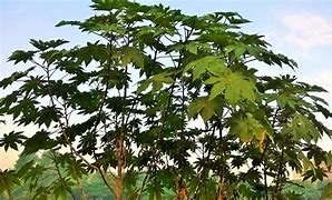 Image result for Castor Bean Leaf