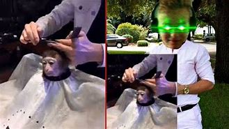 Image result for Cutting Monkey Hair Meme