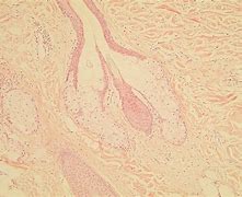 Image result for Histology Diagram