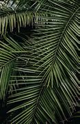 Image result for Tropical Leaves Background Logo