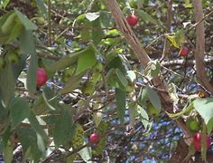 Image result for Panama Berry Tree