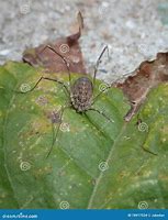 Image result for Arthropod Legs