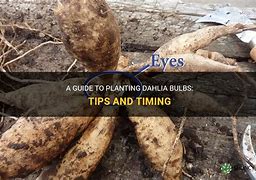 Image result for How to Plant Dahlia Bulbs