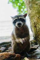 Image result for Wild Raccoon