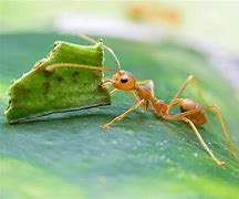 Image result for Grass Cutter Ants