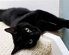 Image result for Black Cat Animal