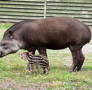 Image result for Wild Tapir