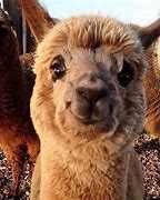 Image result for Happy Llama Song