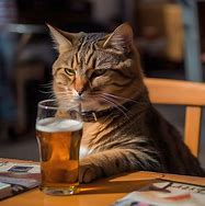 Image result for Cat Drinking Beer