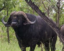 Image result for Buffalo in Africa