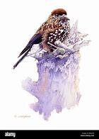 Image result for Bird Ipart