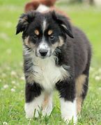 Image result for Aussie Shep