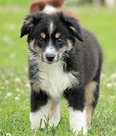 Image result for Australian Shepherd Dog