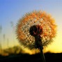 Image result for Aesthetic Dandelion Desktop Wallpaper