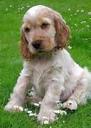 Image result for Small Cocker Spaniel Breeds