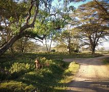 Image result for Lake Nakuru Park