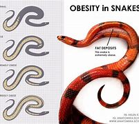 Image result for Ball Python Life Cycle