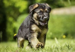 Image result for AKC German Shepherd