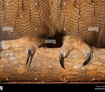 Image result for Pigeon Talons