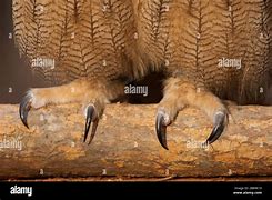 Image result for Sharp Talons