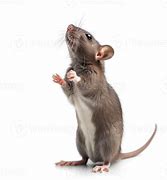 Image result for Real Mouse Standing