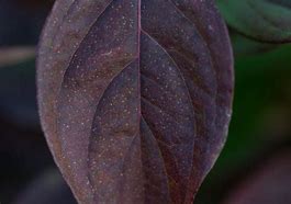 Image result for Grey Dogwood Bush