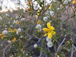 Image result for Phoenix Nature Preserve