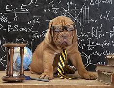 Image result for Smart GDS Dog