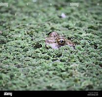 Image result for Duckweed Close Up