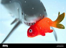 Image result for Shark Eating Small Fish