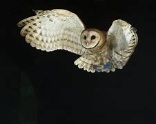 Image result for Owl Night Time